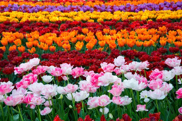 Hermosas Flores Tulipanes Floreciendo Jardín Flores Primavera Flor — Foto de Stock