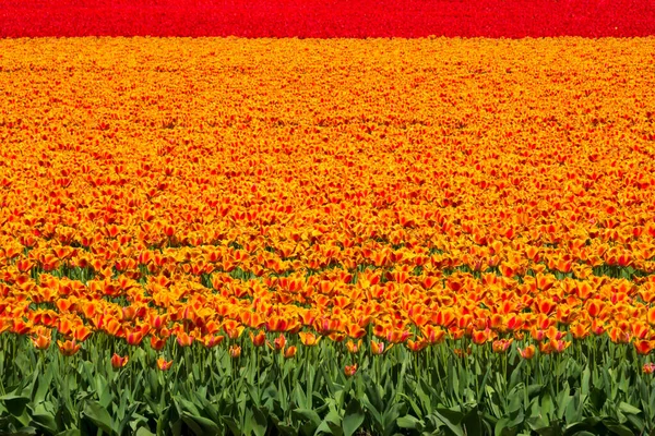 庭に咲く美しいチューリップの花 春の花々 — ストック写真