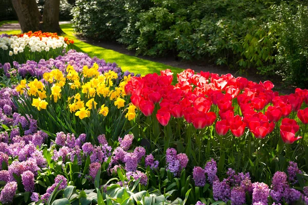 Schöne Tulpen Blühen Einem Garten Frühlingsblumen Blüte — Stockfoto