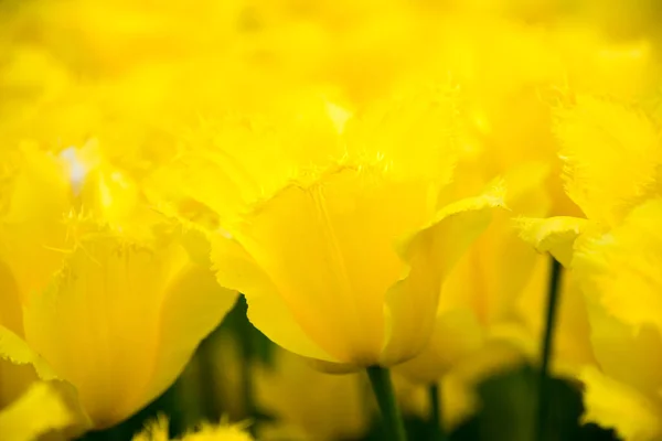 庭に咲く美しいチューリップの花 春の花々 — ストック写真