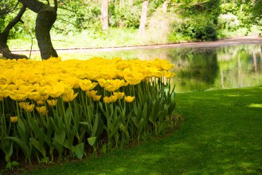 Bahçede açan güzel laleler. Çiçek açan bahar çiçekleri.