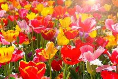 Bahçede açan güzel laleler. Çiçek açan bahar çiçekleri.