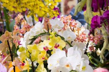 Bahçede çiçek açan güzel bahçeler. Çiçek açan bahar çiçekleri.