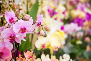 Bahçede çiçek açan güzel bahçeler. Çiçek açan bahar çiçekleri.