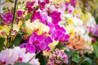 Bahçede çiçek açan güzel bahçeler. Çiçek açan bahar çiçekleri.