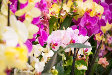 Bahçede çiçek açan güzel bahçeler. Çiçek açan bahar çiçekleri.