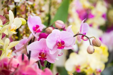 Bahçede çiçek açan güzel bahçeler. Çiçek açan bahar çiçekleri.