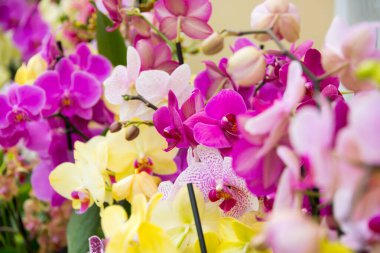 Bahçede çiçek açan güzel bahçeler. Çiçek açan bahar çiçekleri.