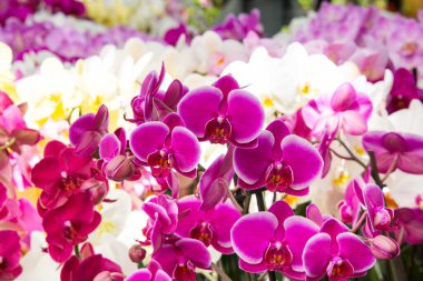 Bahçede çiçek açan güzel bahçeler. Çiçek açan bahar çiçekleri.