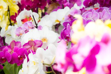 Bahçede çiçek açan güzel bahçeler. Çiçek açan bahar çiçekleri.