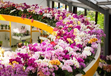 Bahçede çiçek açan güzel bahçeler. Çiçek açan bahar çiçekleri.