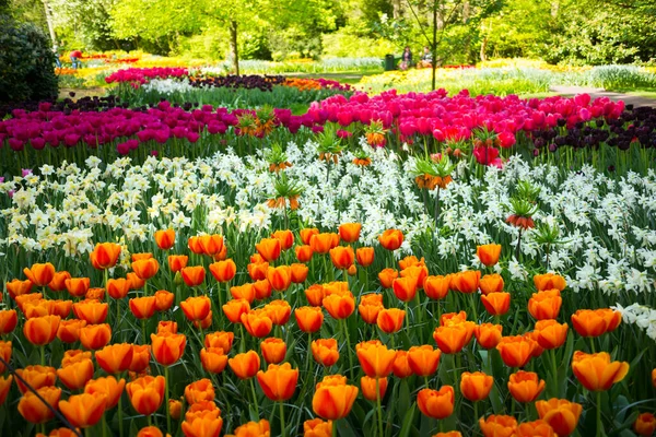 Schöne Tulpen Blühen Einem Garten Frühlingsblumen Blüte — Stockfoto