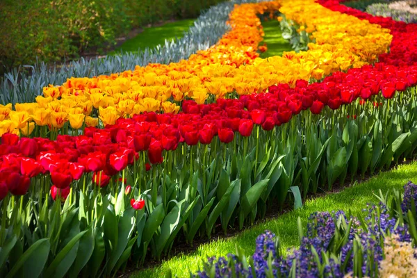 Beautiful Tulips Flowers Blooming Garden Spring Flowers Blossom — Stock Photo, Image