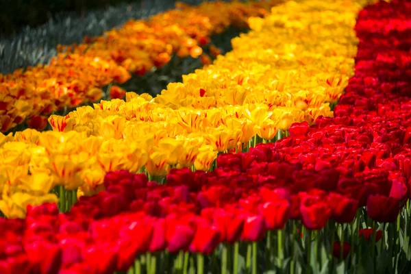 Lindas Flores Tulipas Florescendo Jardim Flores Primavera Flor — Fotografia de Stock