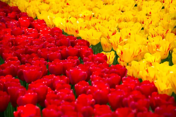 Beautiful Tulips Flowers Blooming Garden Spring Flowers Blossom — Stock Photo, Image