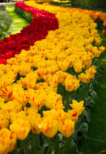 庭に咲く美しいチューリップの花 春の花々 — ストック写真