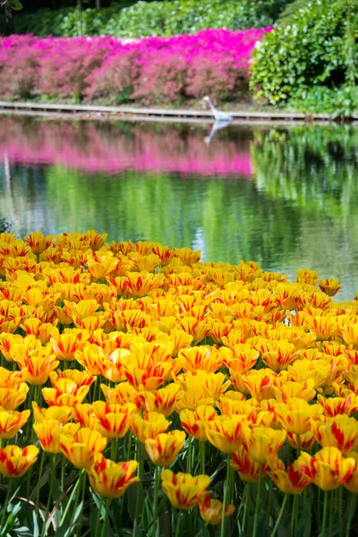 Gyönyörű Tulipán Virágok Nyílnak Kertben Tavaszi Virágok Virágban — Stock Fotó