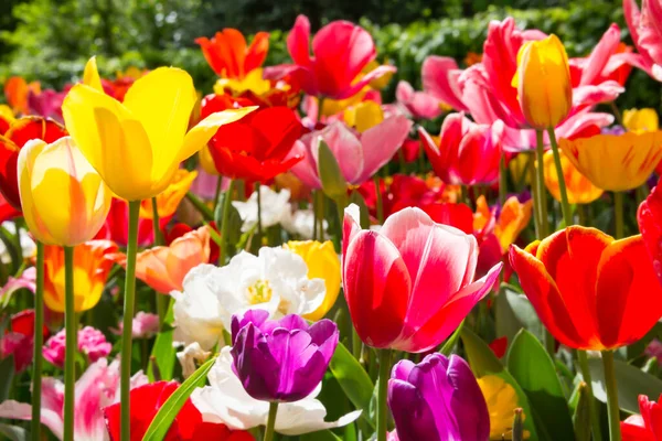 Bei Fiori Tulipani Che Fioriscono Giardino Fiori Primaverili Fiore — Foto Stock