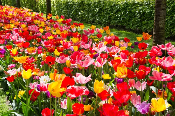 Schöne Tulpen Blühen Einem Garten Frühlingsblumen Blüte — Stockfoto