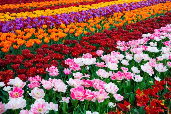 Lindas Flores Tulipas Florescendo Jardim Flores Primavera Flor — Fotografia de Stock
