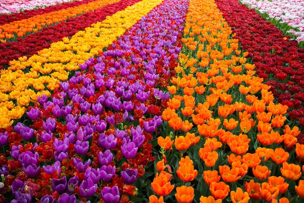 Piękne Kwiaty Tulipanów Kwitnące Ogrodzie Wiosenne Kwiaty Kwiatach — Zdjęcie stockowe