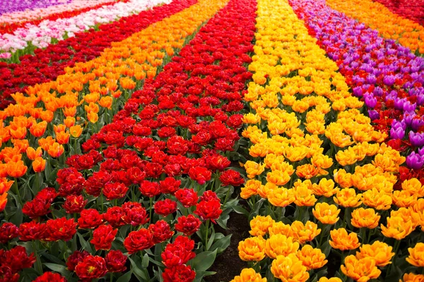 Hermosas Flores Tulipanes Floreciendo Jardín Flores Primavera Flor — Foto de Stock