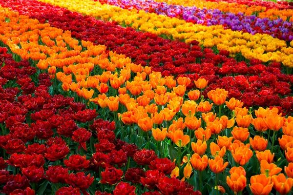 Piękne Kwiaty Tulipanów Kwitnące Ogrodzie Wiosenne Kwiaty Kwiatach — Zdjęcie stockowe