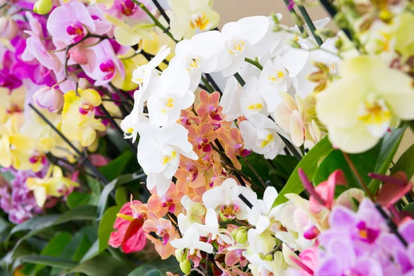 Gyönyörű Gyümölcsösök Nyílnak Kertben Tavaszi Virágok Virágban — Stock Fotó