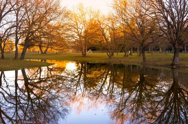 Höstlandskap Med Apelsinträd Som Reflekteras Vatten — Stockfoto