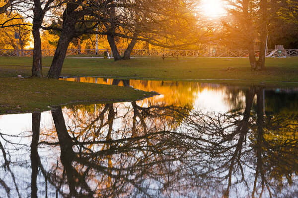 Autumn landscape with orange trees reflecting in water