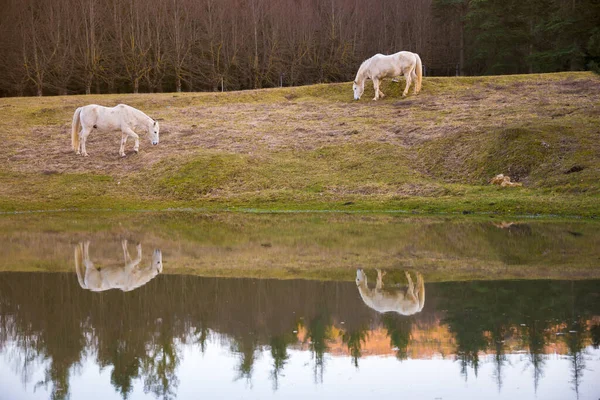 Två Vita Hästar Betar Vid Sjö Och Reflektion Vatten — Stockfoto