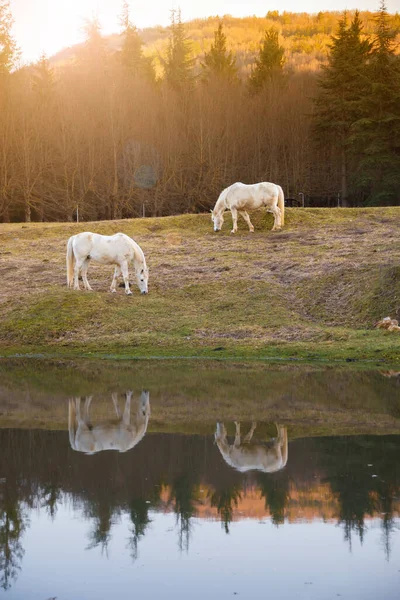 Dois Cavalos Brancos Que Pastam Perto Lago Reflexo Água — Fotografia de Stock