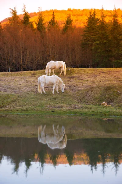 Två Vita Hästar Betar Vid Sjö Och Reflektion Vatten — Stockfoto