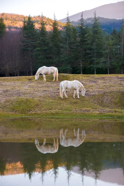 Two white horses pasturing by a lake and a reflection in water