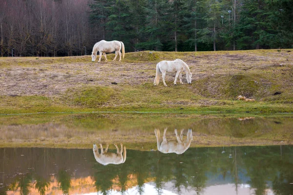 Två Vita Hästar Betar Vid Sjö Och Reflektion Vatten — Stockfoto