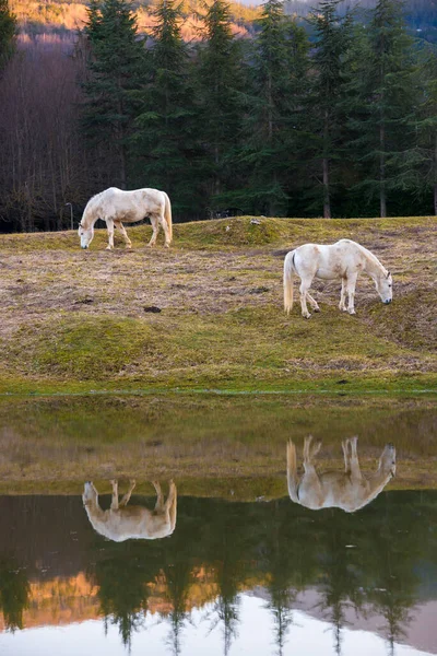 Två Vita Hästar Betar Vid Sjö Och Reflektion Vatten — Stockfoto