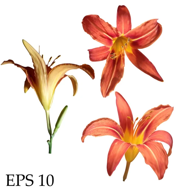 Set of vector realistic lily flowers isolated on white background. — Stock Vector