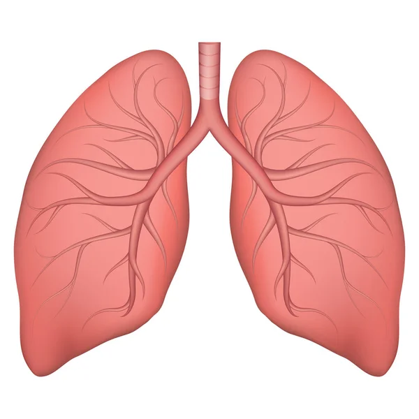 Ilustración Vectorial Estructura Pulmonar Humana Dibujo Realista Para Libro Texto — Archivo Imágenes Vectoriales