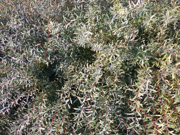 Parkta bush
