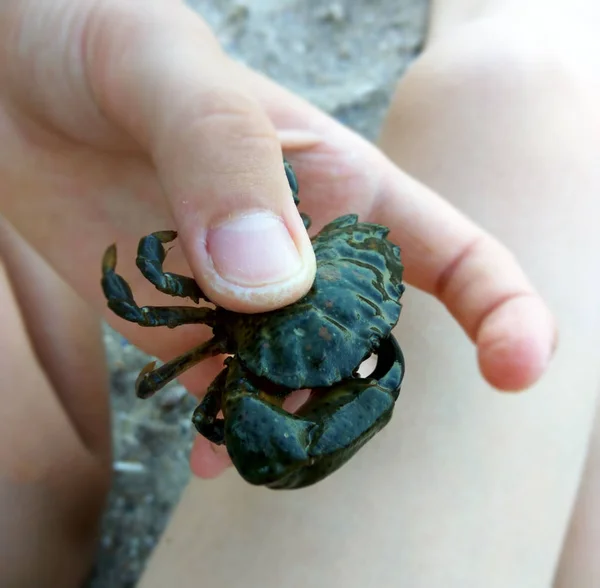 Kepiting laut di tangan — Stok Foto