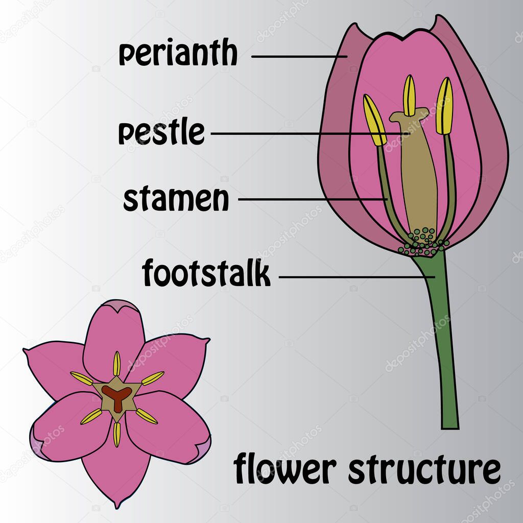 Poster on the theme of the flower structure. Botany.