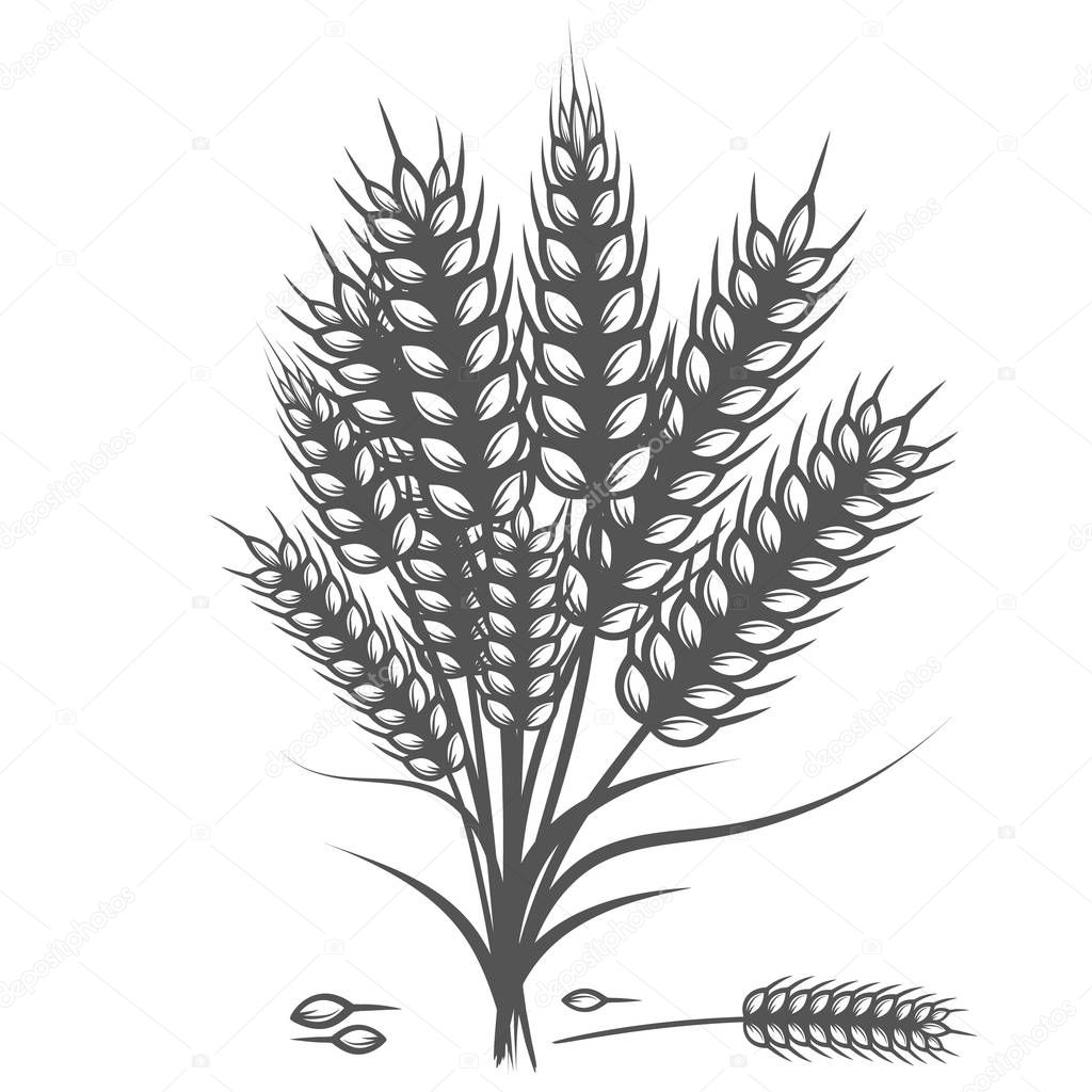 Wheat bread ears cereal crop sketch hand drawn vector illustration. Black ear isolated on white background.