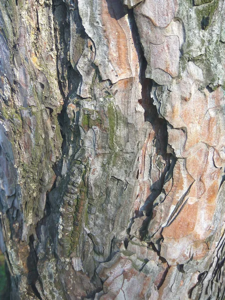 Ağaç kabuğu dokusu. Yaşayan bir ağacın Macro fotoğrafı..