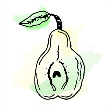 Suluboya resminin taklidi. Beyaz armutun parlak ve sulu çizimi.