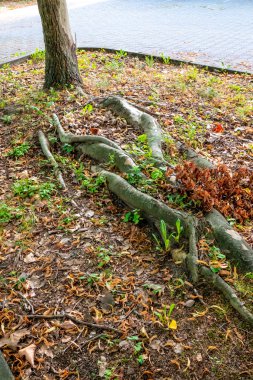 Düz kökler ağacı