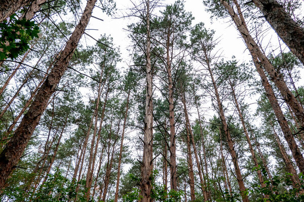 редкие хвойные леса
