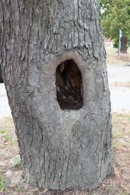 Berlin, Berlin / Almanya - 11.07.2019: Ortasında mantar ve mikroorganizmalar tarafından bir mağara oluşturulmuş ve hala çok istikrarlı olan içi boş bir ağaç.