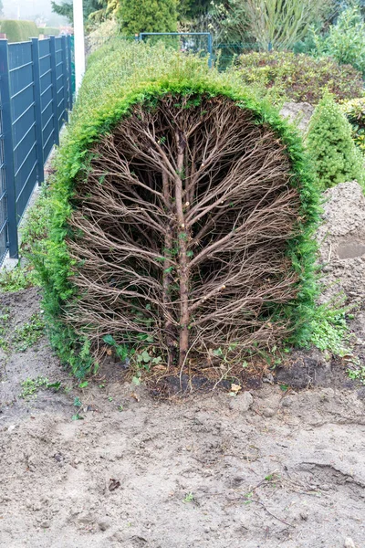 外の緑とフェンスの前の庭で植物の中の乾燥を見ることができます — ストック写真