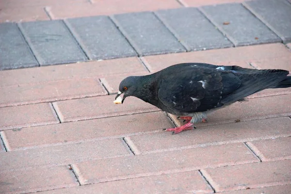 A pigeon holds a crumb of bread in its beak. a dove on a pink street tile. bird in the urban environment. — ストック写真