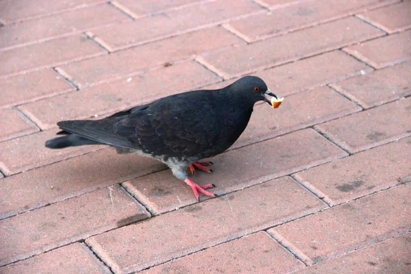 Duif houdt een kruimel brood in zijn bek. de vogel in het stedelijk milieu. grijze duif — Stockfoto